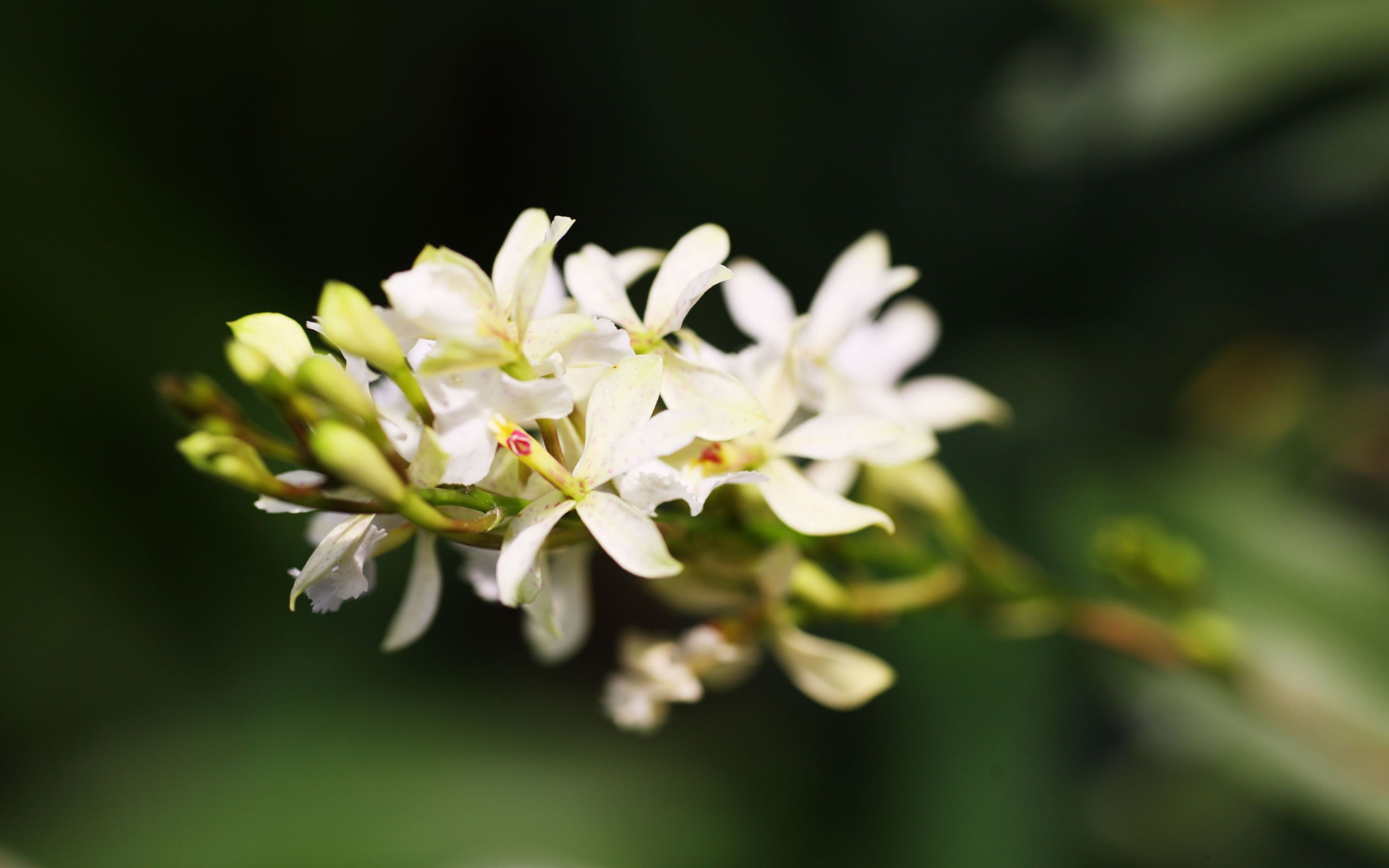 nature, Flowers, White, Flowers Wallpaper
