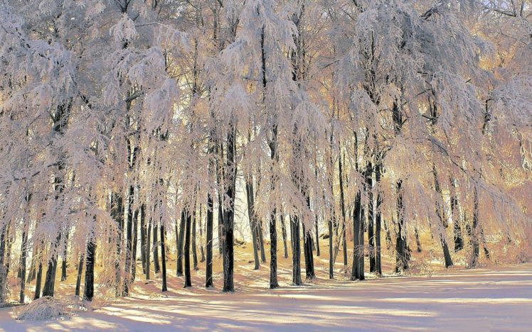 landscapes, Nature, Winter, Forests HD Wallpaper Desktop Background