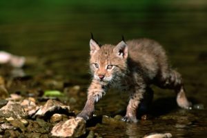 nature, Cats, Wildlife, Lynx