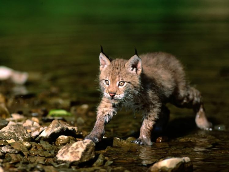 nature, Cats, Wildlife, Lynx HD Wallpaper Desktop Background