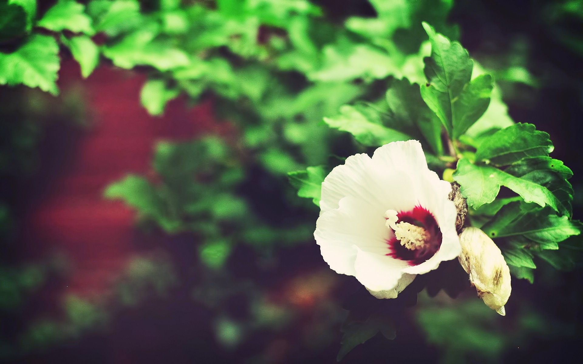 flowers Wallpaper