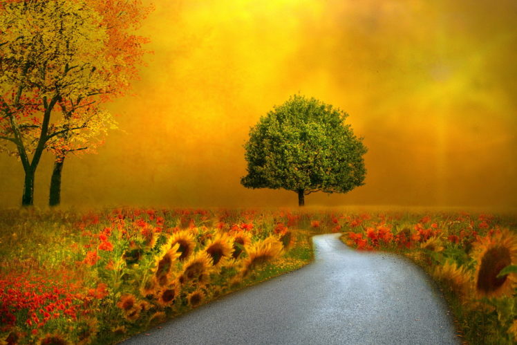 landscapes, Nature, Autumn, Fall, Seasons, Flowers, Roads, Pathways HD Wallpaper Desktop Background