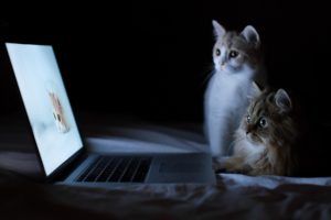 animals, Cats, Felines, Kittens, Cute, Computers, Laptops, Humor, Funny