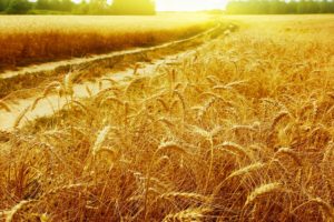 nature, Wheat, Plants, Widescreen
