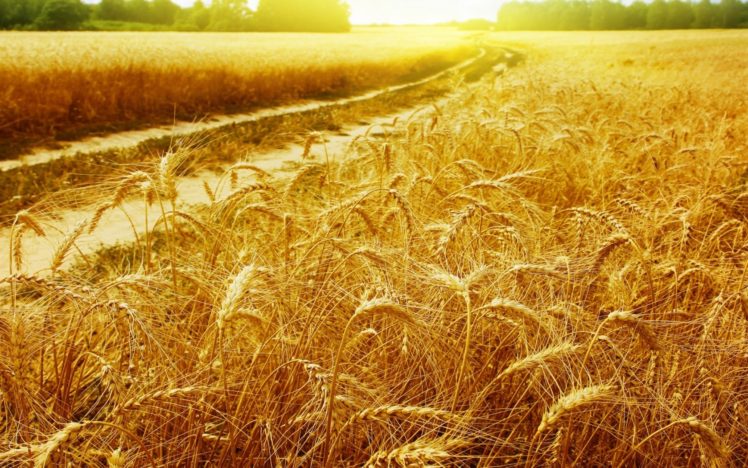 nature, Wheat, Plants, Widescreen HD Wallpaper Desktop Background