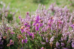 nature, Flowers, Heather,  plant