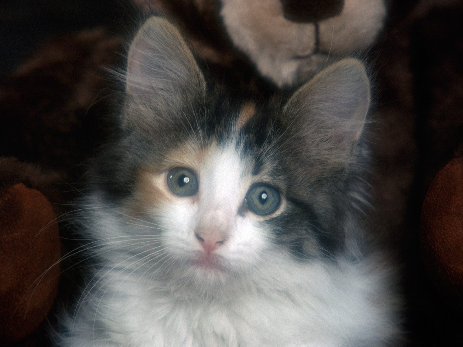 cats, Animals Wallpaper