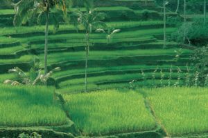 green, Rice, Indonesia, Bali