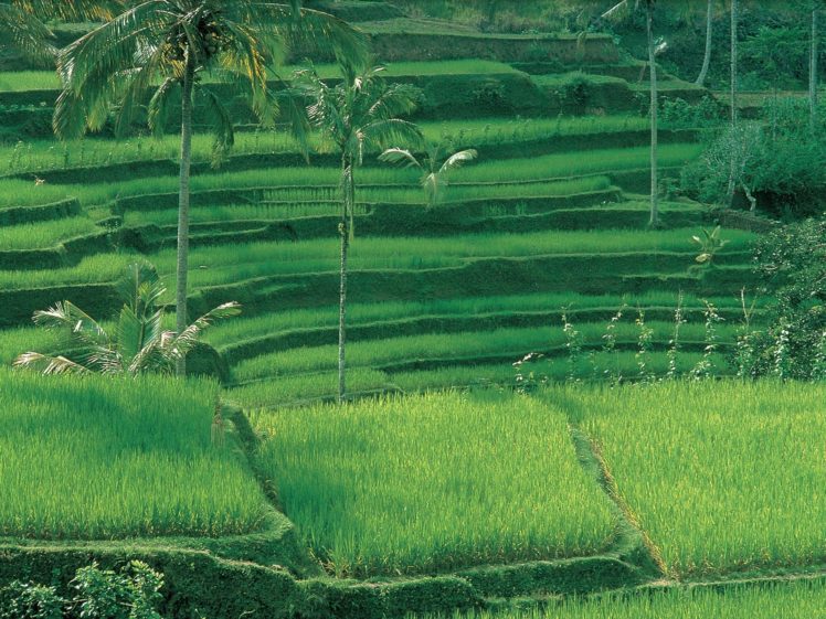 green, Rice, Indonesia, Bali HD Wallpaper Desktop Background