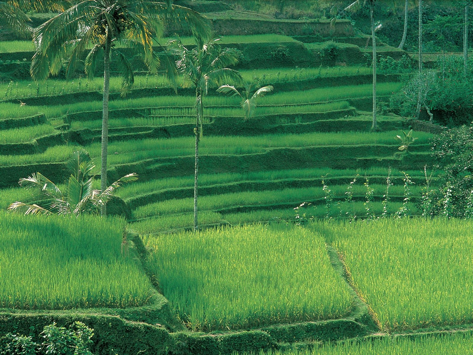 green, Rice, Indonesia, Bali Wallpaper