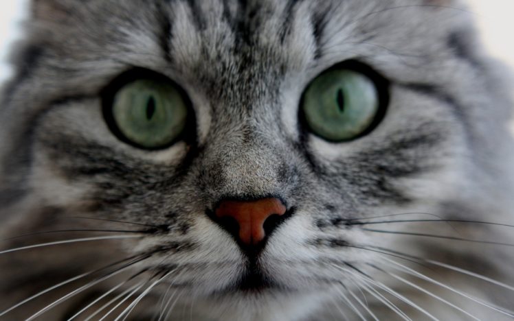 cats, Animals, Green, Eyes, Faces HD Wallpaper Desktop Background