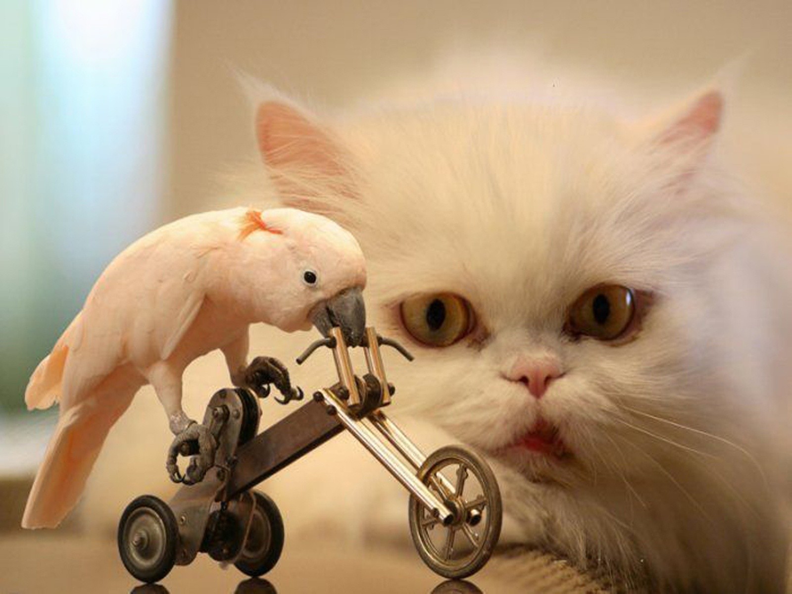 birds, Cats, Bicycles, Wtf, Funny Wallpaper