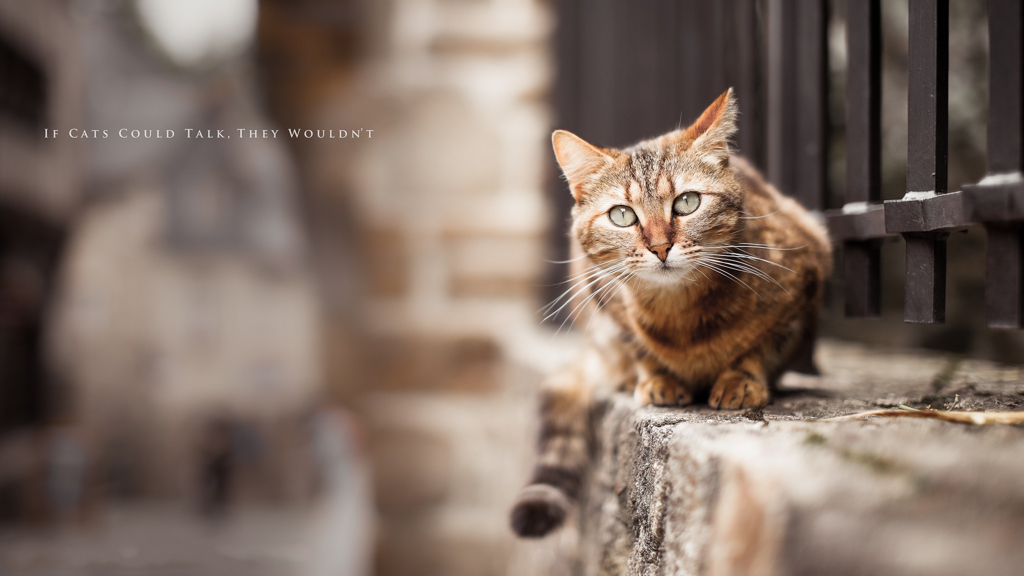cats Wallpaper