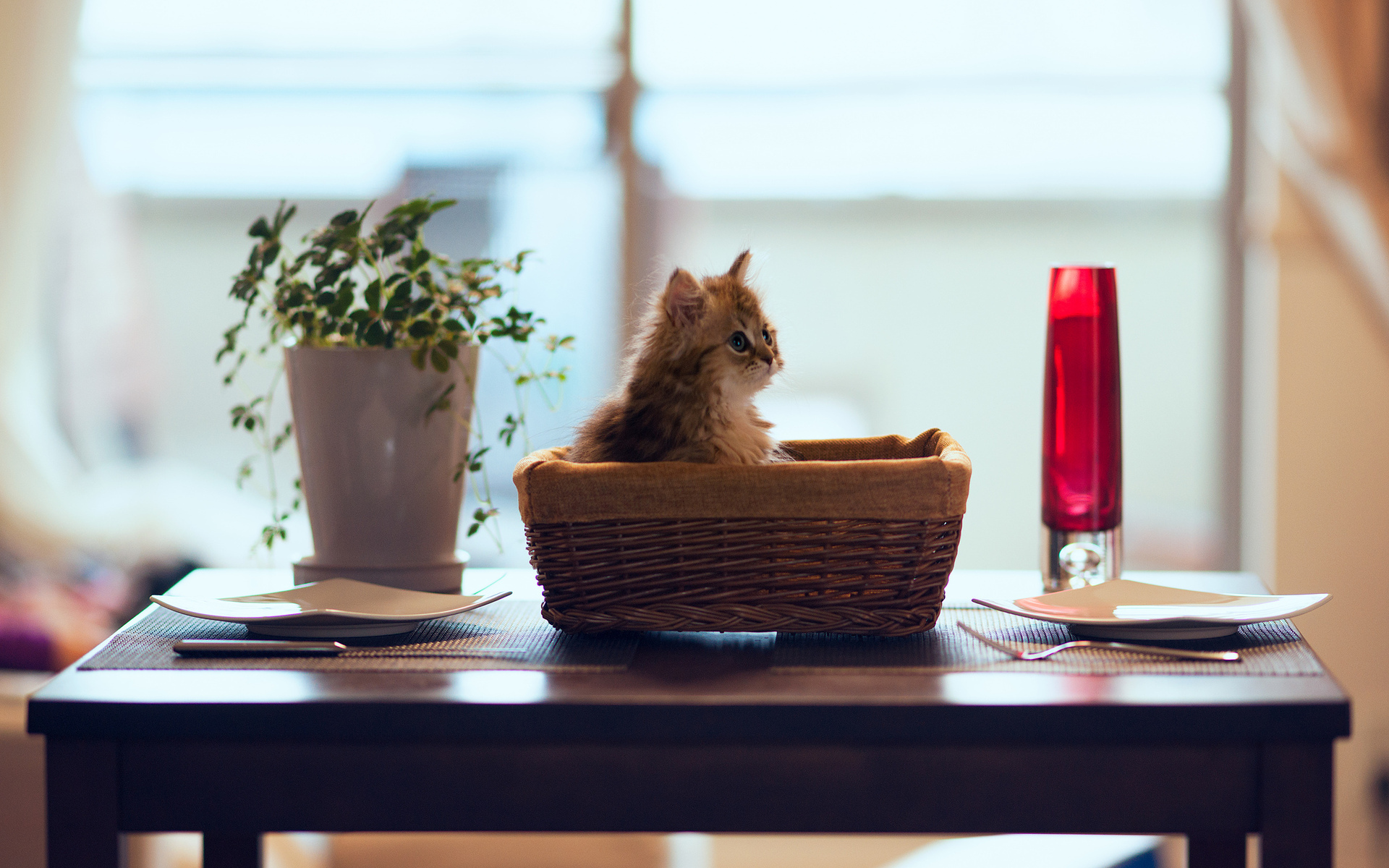 animals, Cats, Felines, Cute Wallpaper