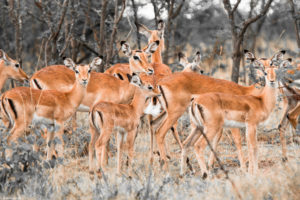 impalas, Ahmad al mousherji, Deer, Animals