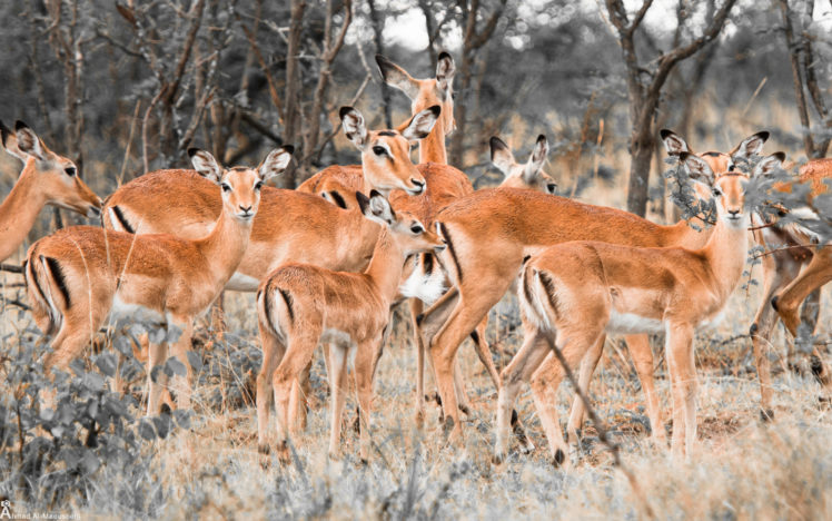 impalas, Ahmad al mousherji, Deer, Animals HD Wallpaper Desktop Background