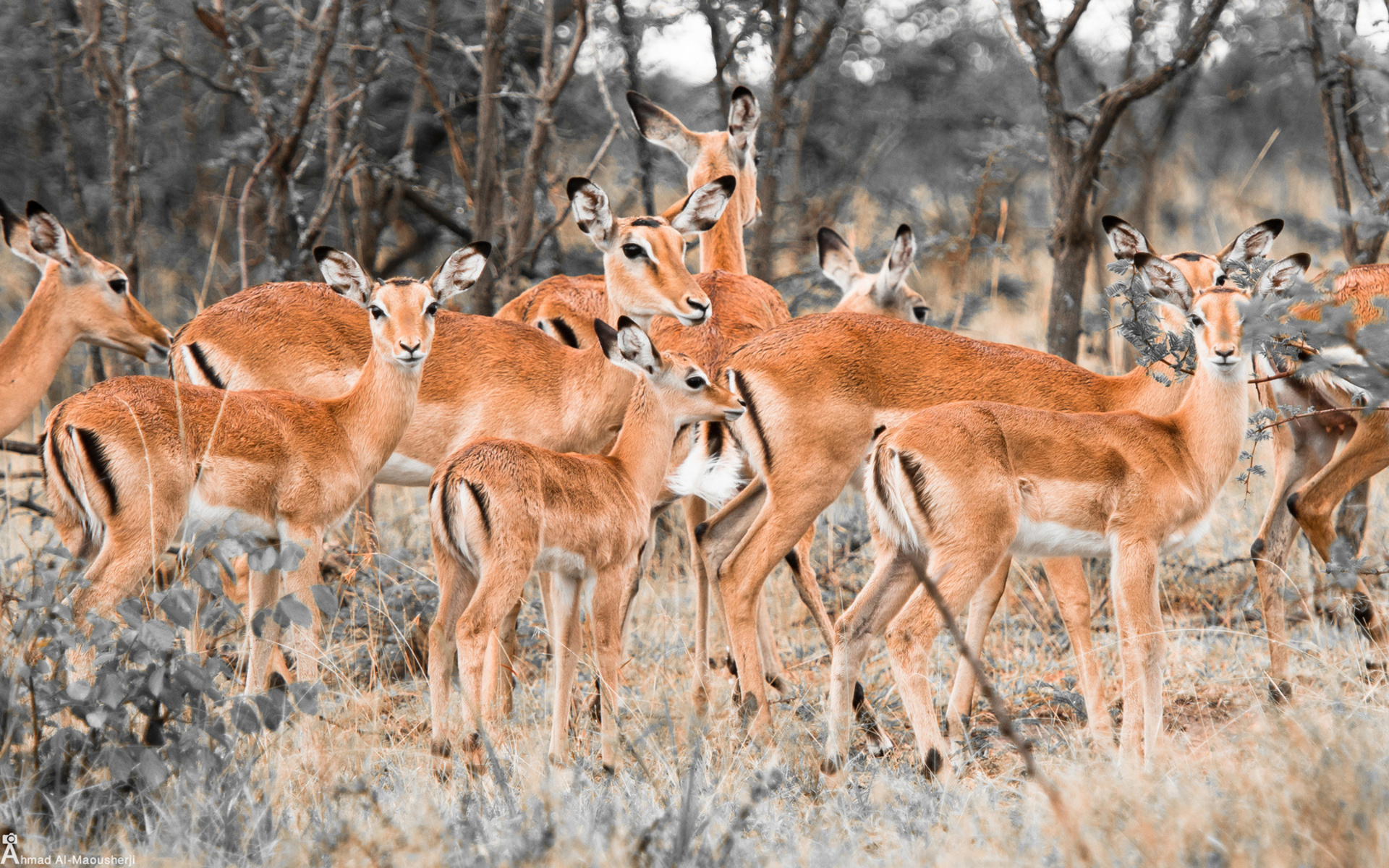 impalas, Ahmad al mousherji, Deer, Animals Wallpaper