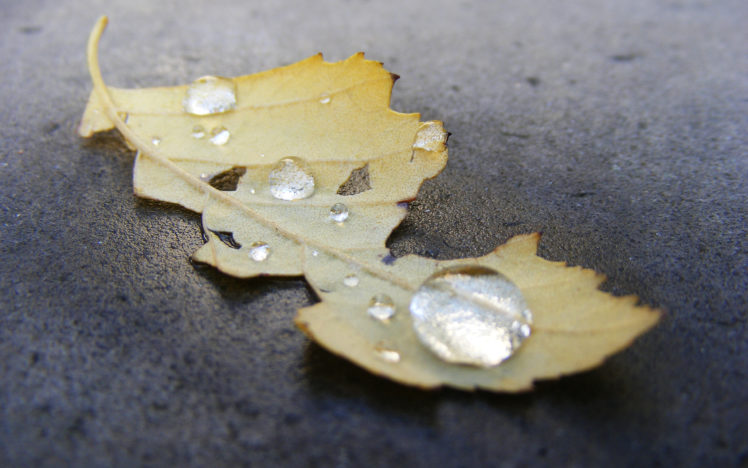 nature, Leaves, Water, Drops, Fallen, Leaves HD Wallpaper Desktop Background