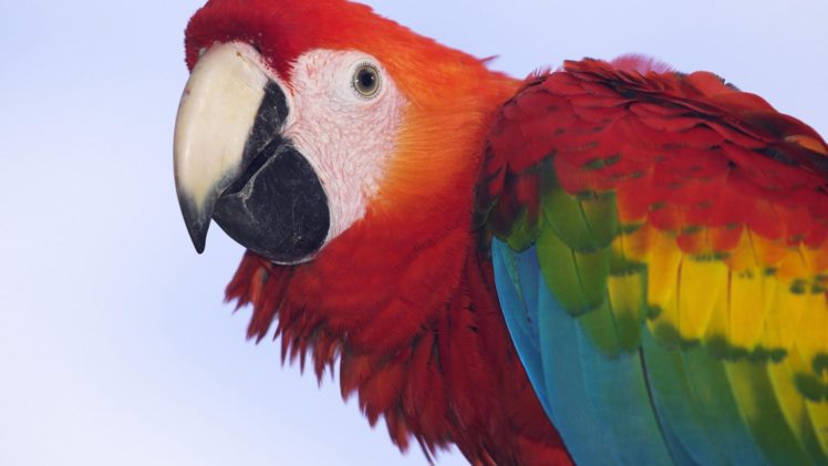 birds, Parrots, Profile, Scarlet, Macaws, Macaw HD Wallpaper Desktop Background