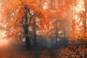nature, Autumn, Fall, Seasons, Landscapes, Colors