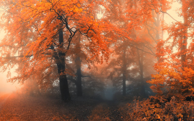 nature, Autumn, Fall, Seasons, Landscapes, Colors HD Wallpaper Desktop Background
