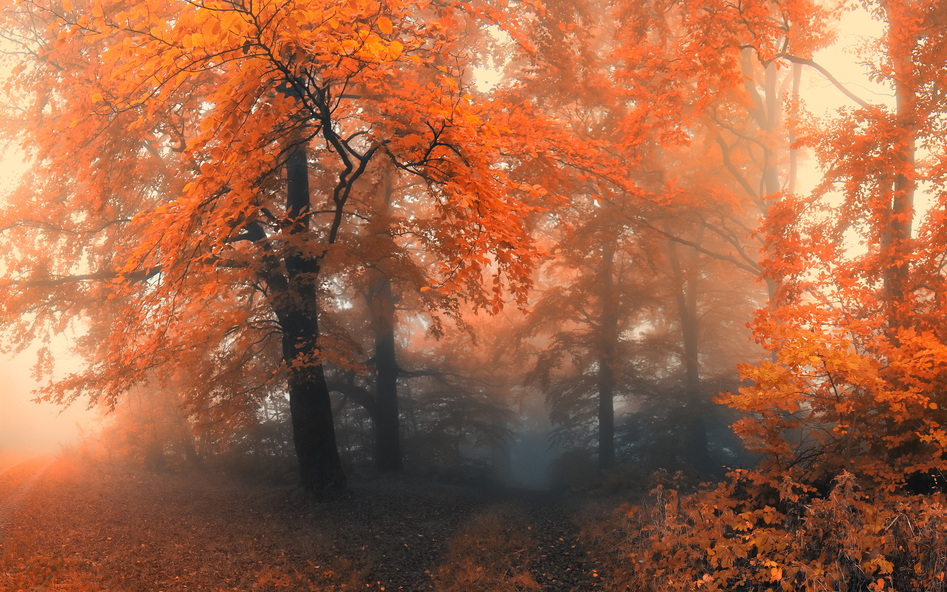 nature, Autumn, Fall, Seasons, Landscapes, Colors Wallpaper