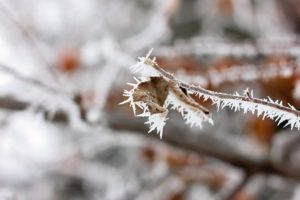 leaf, Branch, Snow, Ice, Frost, Macro, Autumn