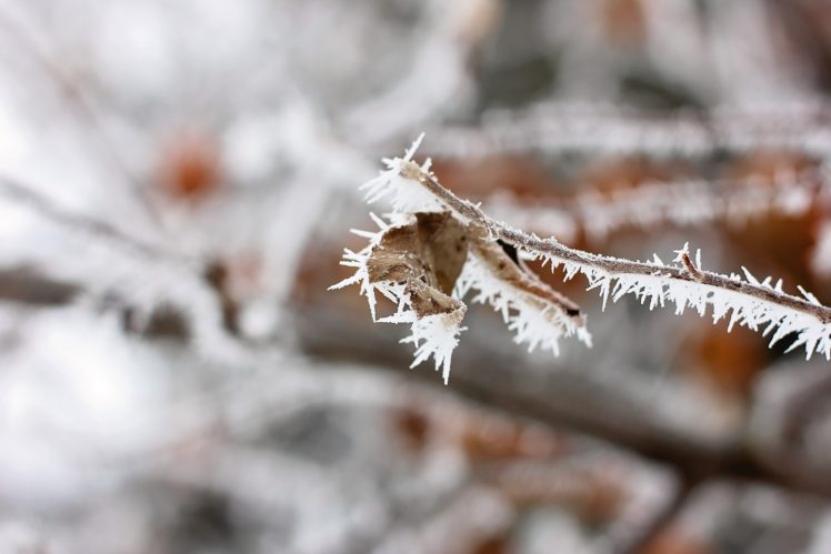 leaf, Branch, Snow, Ice, Frost, Macro, Autumn HD Wallpaper Desktop Background