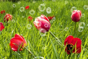 tulips, Flowers, Bubbles, Bokeh