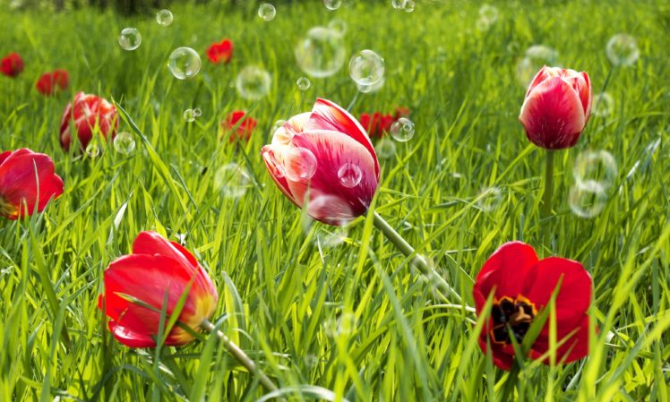 tulips, Flowers, Bubbles, Bokeh HD Wallpaper Desktop Background