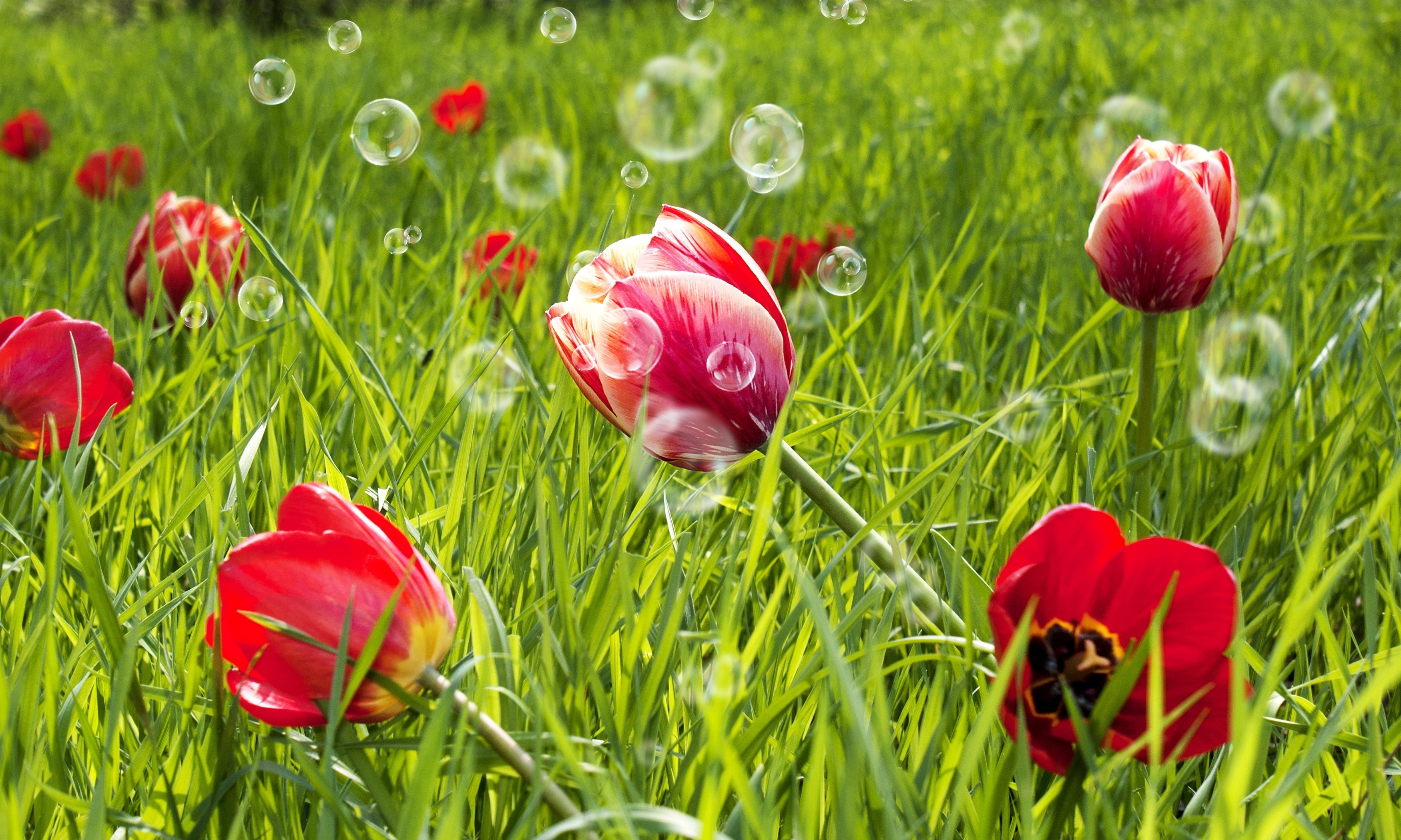 tulips, Flowers, Bubbles, Bokeh Wallpaper