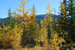 autumn, Trees, Mountains, Landscape