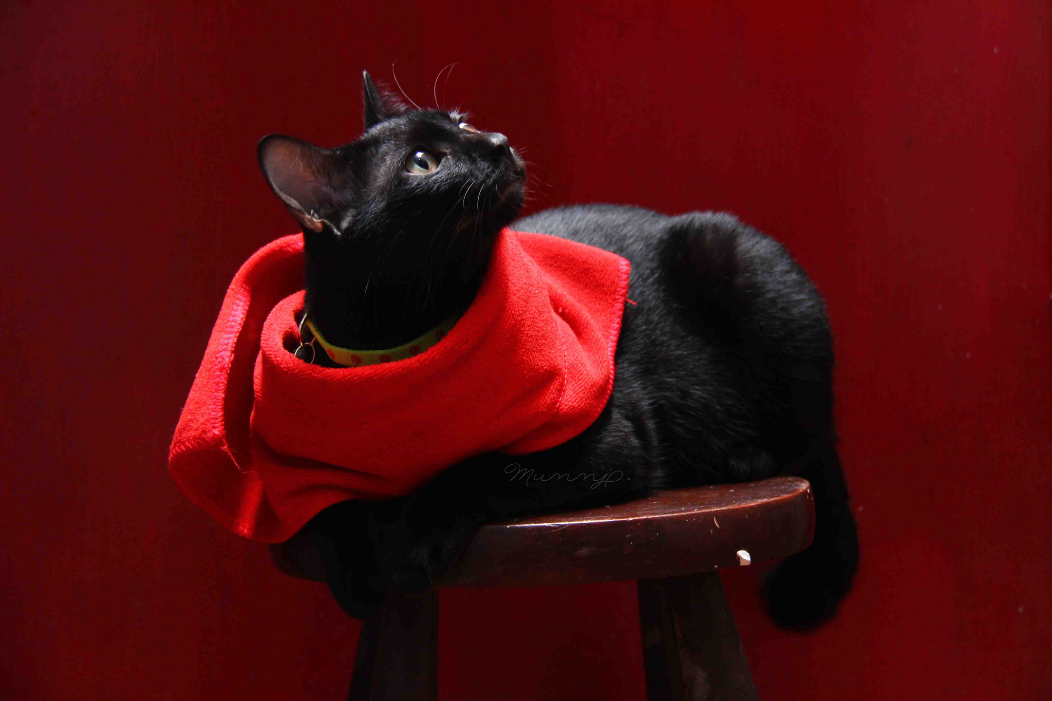 cat, Stool, Black, Cloth Wallpaper