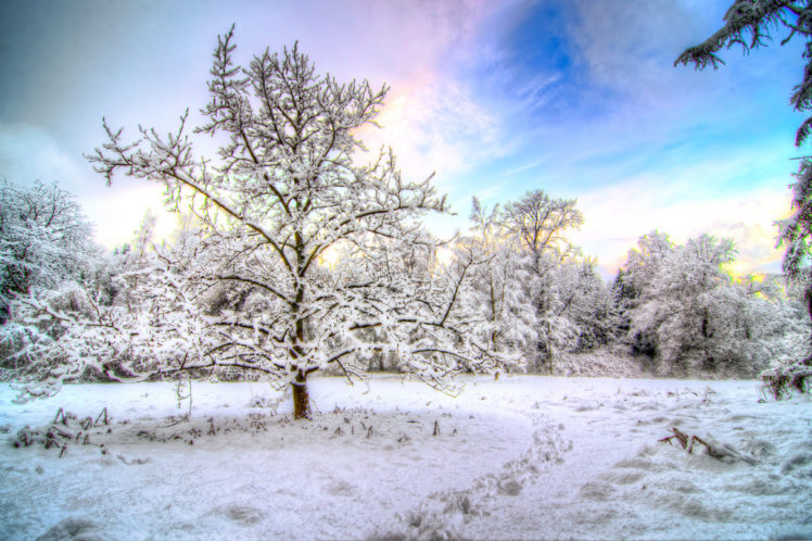 winter, Snow, Trees, Sky, Landscape HD Wallpaper Desktop Background