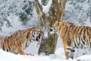 amur, Tiger, Winter, Snow