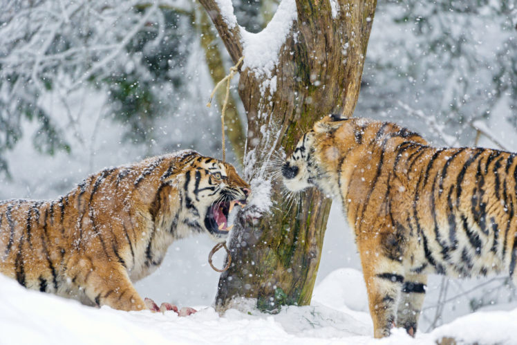 amur, Tiger, Winter, Snow HD Wallpaper Desktop Background