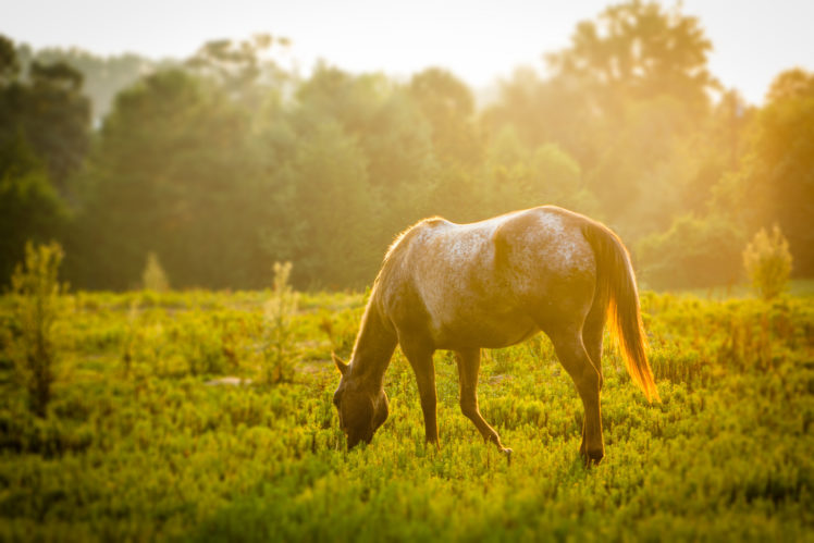 animals, Grass, Green, Horse HD Wallpaper Desktop Background