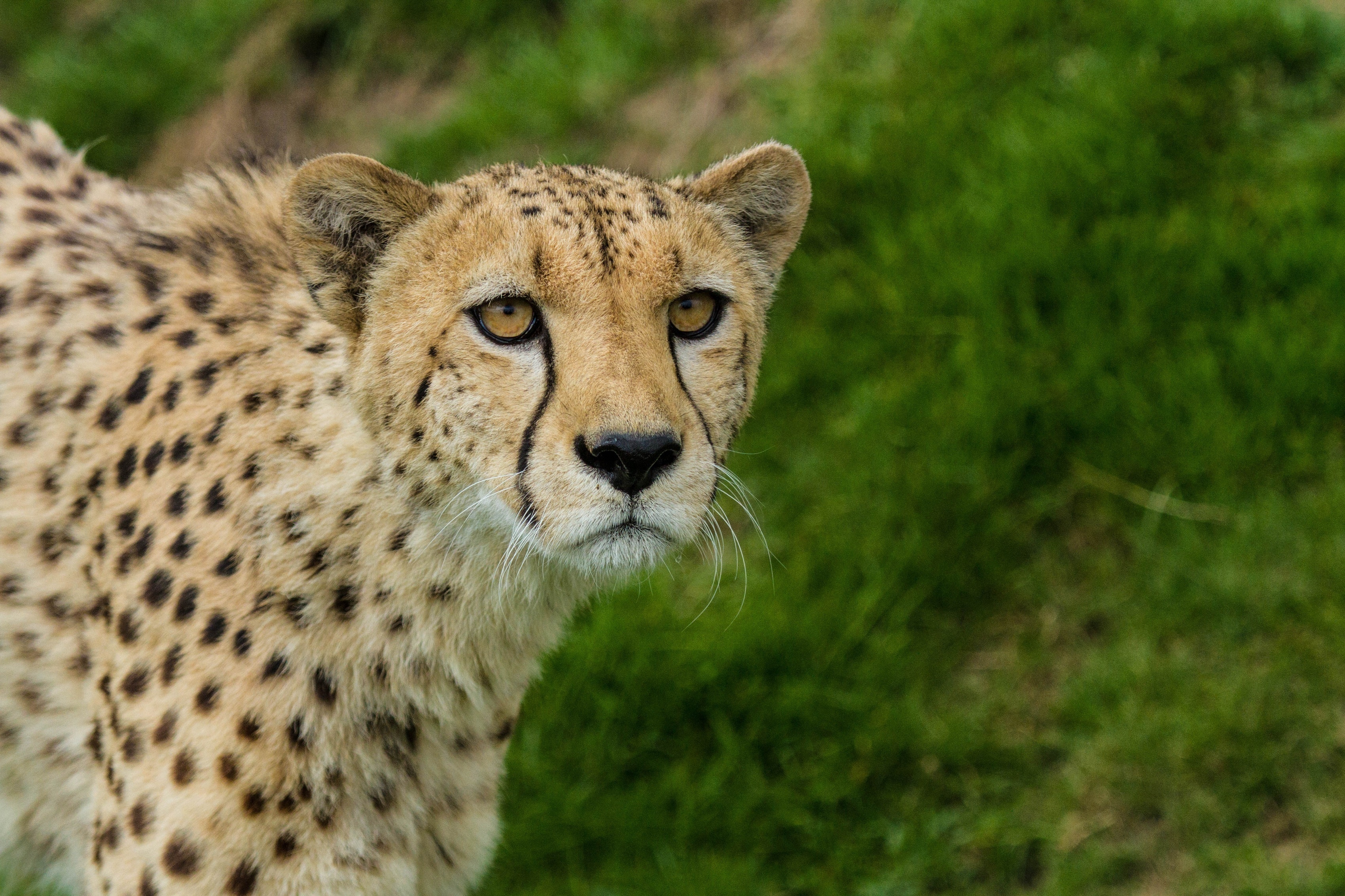 cheetah, Wild, Cat, Muzzle Wallpapers HD / Desktop and Mobile Backgrounds