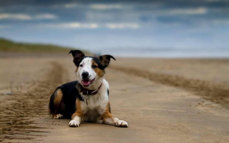 dog, The, View, Each HD Wallpaper Desktop Background