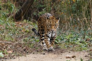 jaguar, Wildcat