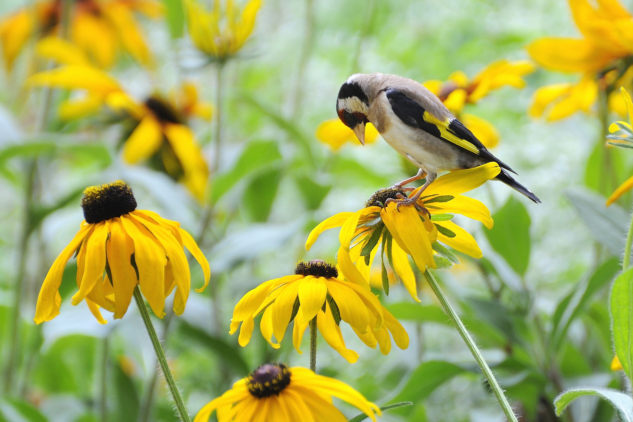 rudbeckia, Bird, Flowers, Yellow Wallpaper