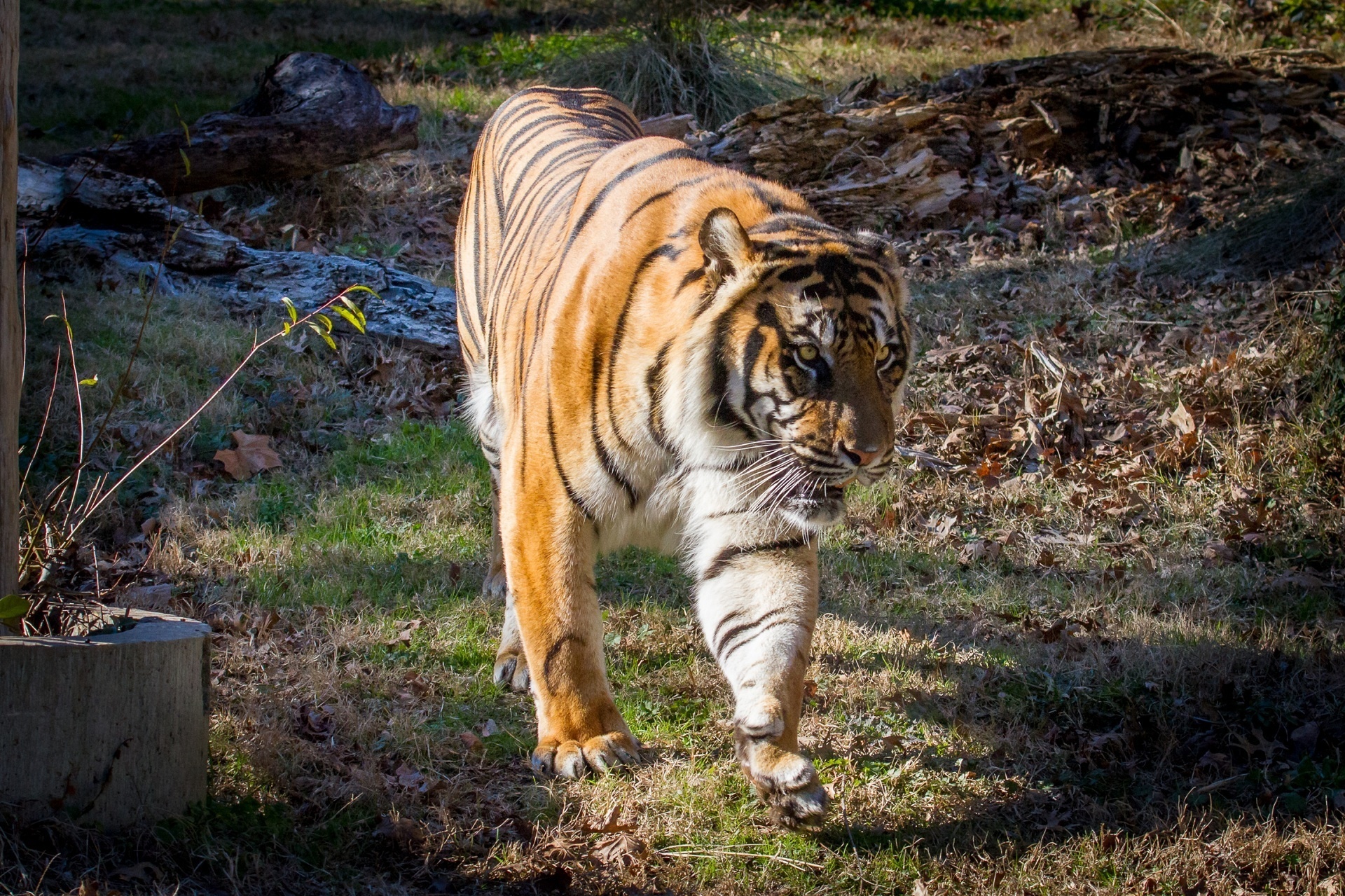 tiger, Wildcat Wallpaper
