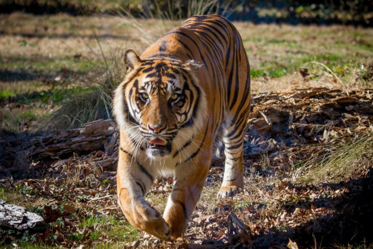 tiger, Wildcat HD Wallpaper Desktop Background