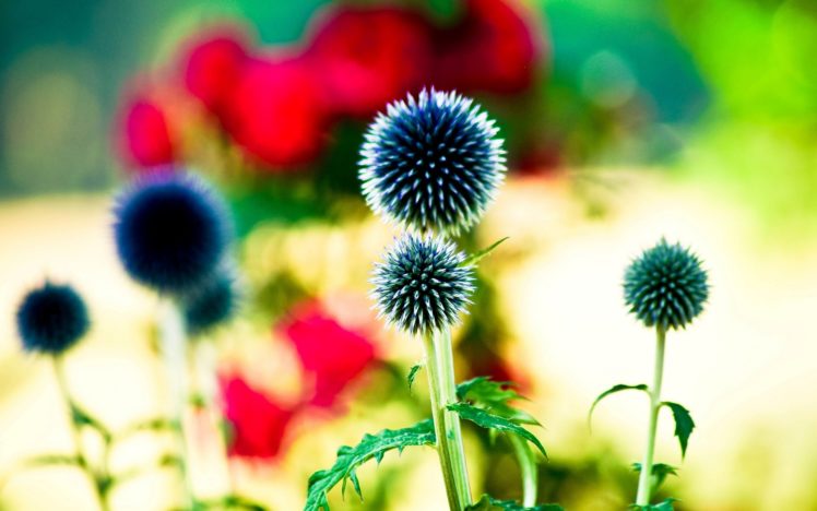 flower, Flowers, Bright, Leaves, Blur, Bokeh HD Wallpaper Desktop Background