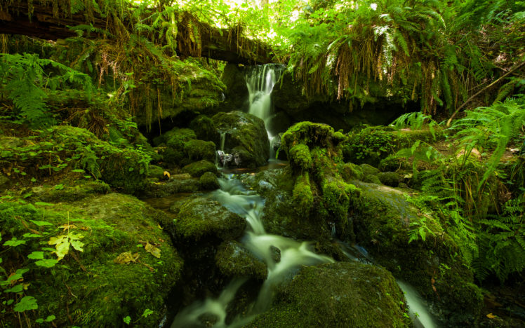 forest, Jungle, Green, Stream, Timelapse, Moss, Fern, Rocks, Stones HD Wallpaper Desktop Background