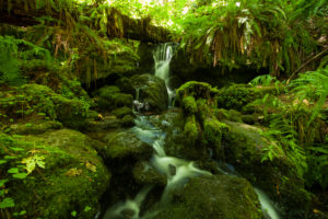 forest, Jungle, Green, Stream, Timelapse, Moss, Fern, Rocks, Stones