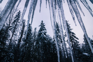 icicle, Winter, Trees, Forest, Ice