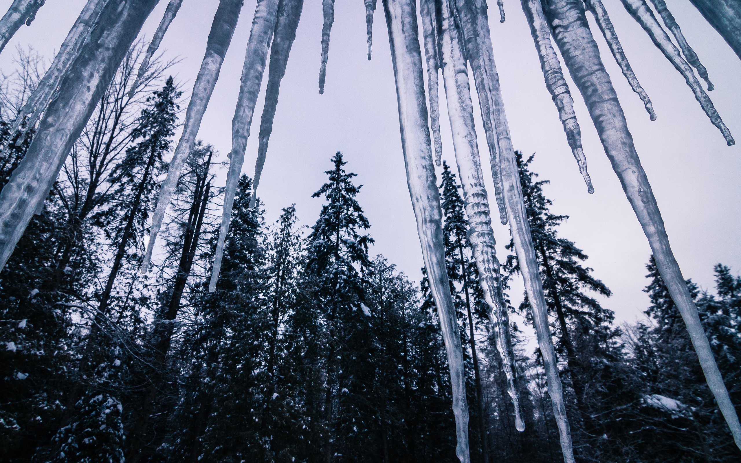 icicle, Winter, Trees, Forest, Ice Wallpaper