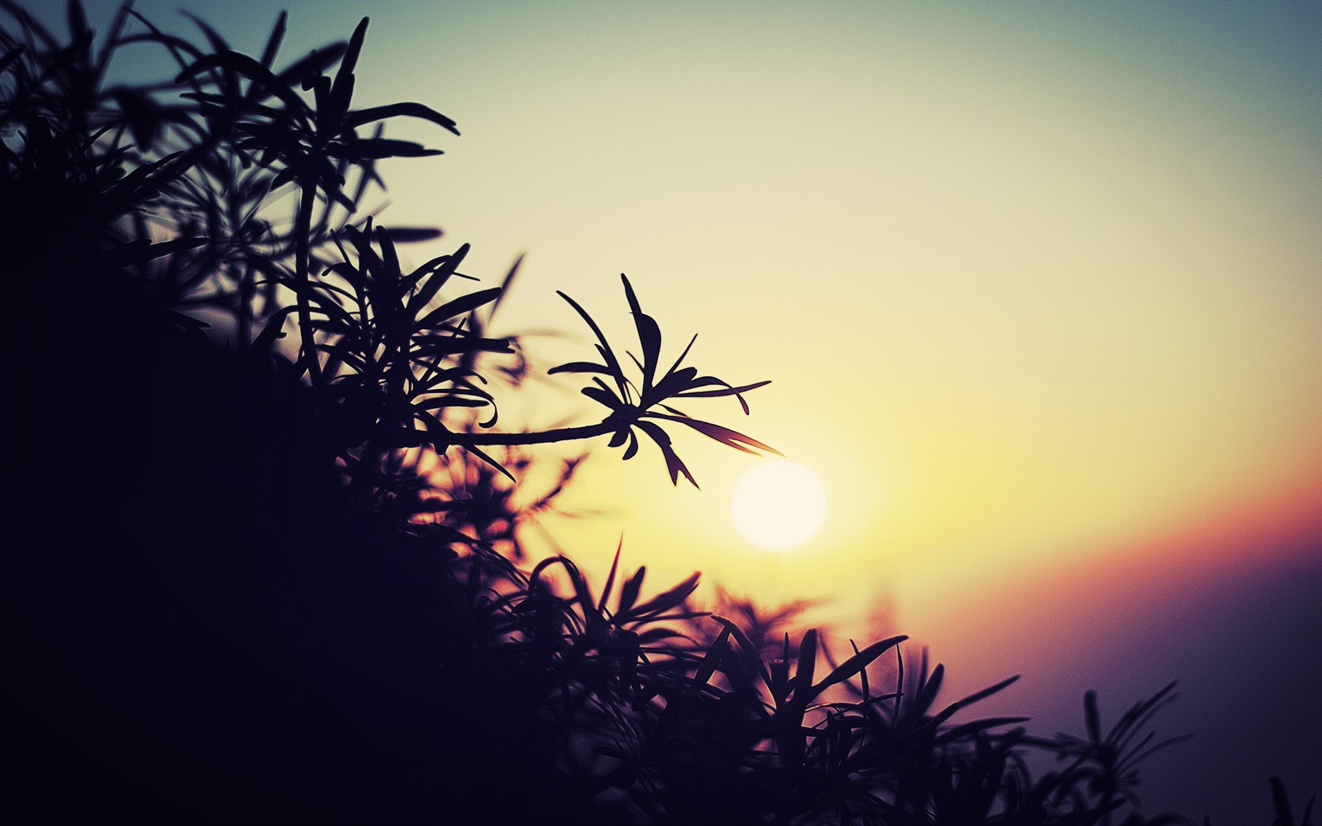 sun Wallpaper