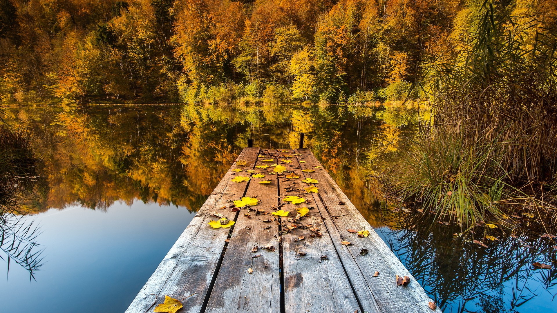 nature, Trees, Autumn, Lakes Wallpaper